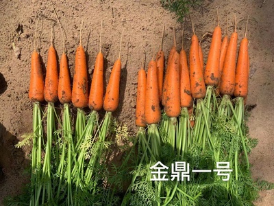 金鼎一号